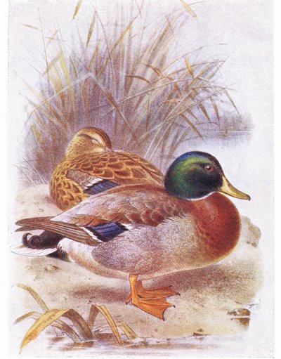 Mallard by Archibald Thorburn